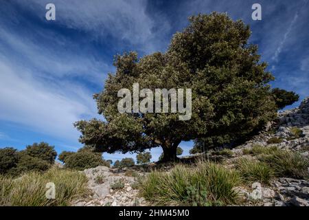 Chêne de Holm, Quercus ilex, spécimen typique, arête de son Nebot, Escorca,Majorque, Iles Baléares, Espagne Banque D'Images