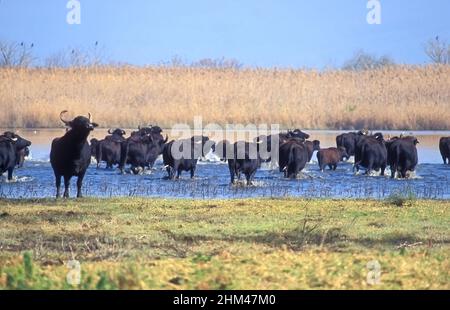 Buffle d'eau dans un marais peu profond Banque D'Images