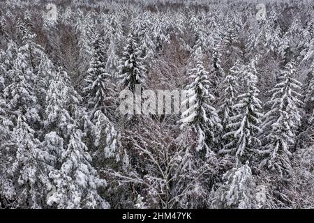 Belle forêt couverte de neige tirée d'un drone. Hiver forêt après un blizzard en Europe Banque D'Images