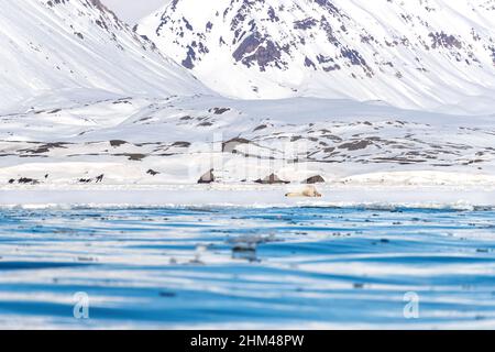 L'ours polaire joue dans la neige sur la glace rapide de Svalbard, un archipel norvégien entre la Norvège continentale et le pôle Nord. La mer arctique dans le passé Banque D'Images