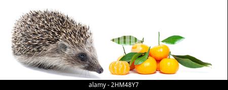 Mignon hérisson de forêt et mandarines de fruits frais isolées sur un fond blanc Banque D'Images