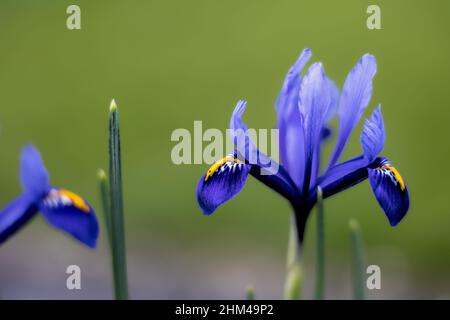 Gros plan des fleurs de printemps Iris reticulata, Bristol, Angleterre Banque D'Images