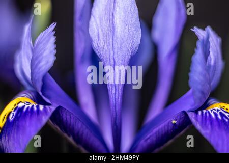 Gros plan des fleurs de printemps Iris reticulata, Bristol, Angleterre Banque D'Images