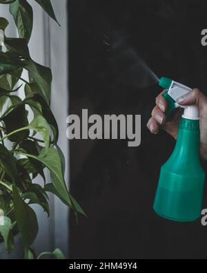 Pulvérisation de l'eau de l'atomiseur sur les plantes de la maison Banque D'Images