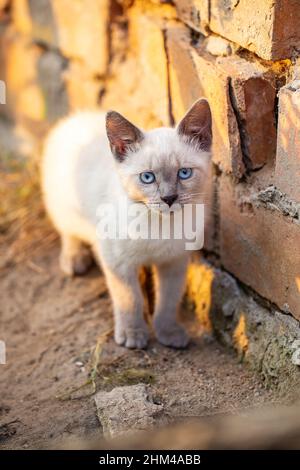 Joli chaton siamois avec des yeux bleus dehors. Chaton avec un mur de briques sur l'arrière-plan. Faible profondeur de champ Banque D'Images