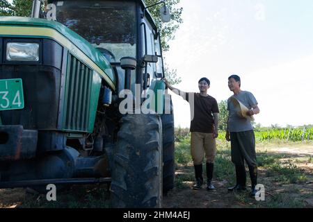 Réaliser une récolte mécanisée dans les champs des agriculteurs Banque D'Images