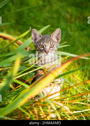 Joli chaton dans un jardin au milieu des fleurs. Portrait de jeune chaton en plein air Banque D'Images