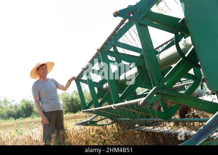 Réaliser une récolte mécanisée dans les champs des agriculteurs Banque D'Images