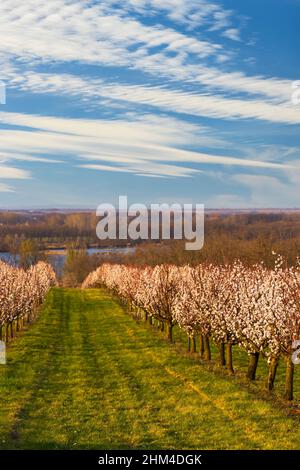 Verger d'abricots en fleurs près de Slup, Moravie du Sud, République tchèque Banque D'Images