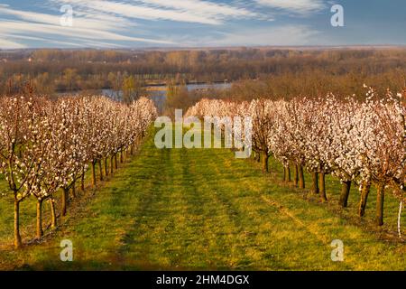 Verger d'abricots en fleurs près de Slup, Moravie du Sud, République tchèque Banque D'Images