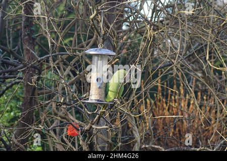 Parakeet à col annulaire, parakeet à anneaux roses (Psittacula krameri), famille des Psittacidae.Près d'un silo d'oiseaux avec des graines de bouleau entre des rameaux de wissuckle, en hiver Banque D'Images