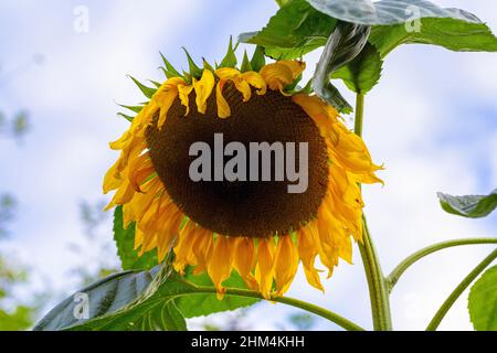 Helianthus annuus 'géant américain' Banque D'Images