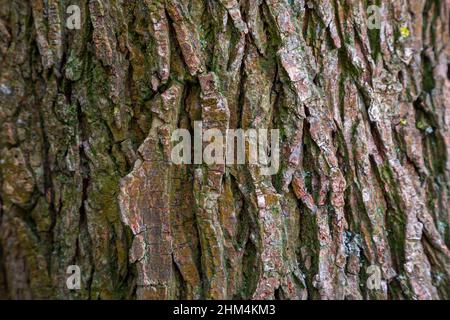 Écorce Ulmus procera Banque D'Images