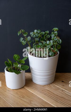 Les plantes de maison en pots, avec un fond de tableau noir, sur un parquet en bois. Banque D'Images