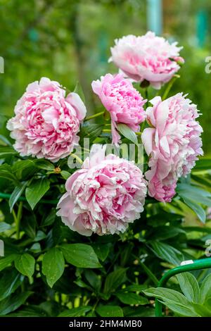 Paeonia lactiflora Sarah Bernhardt fleurit dans le jardin d'été Banque D'Images