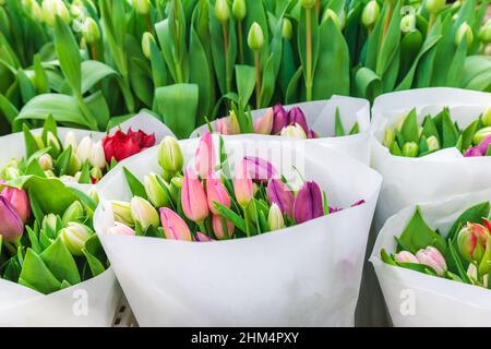 Assortiment de bouquets de tulipes colorées dans un magasin de fleurs Banque D'Images