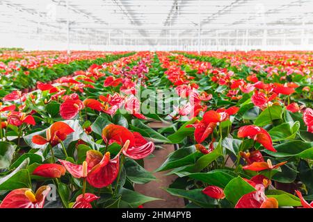 Rangées de plantes anthurium en fleurs dans une serre Banque D'Images