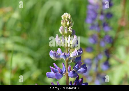 Fürth Banque D'Images