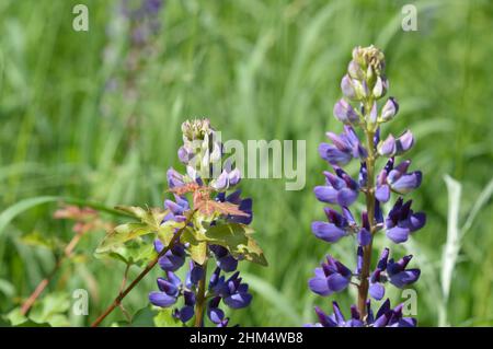 Fürth Banque D'Images