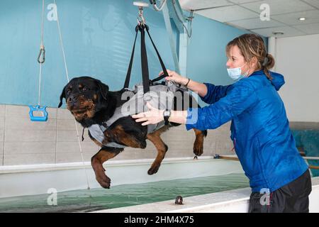 jeune rottweiler et rééducation pour l'hydrothérapie dans la piscine Banque D'Images