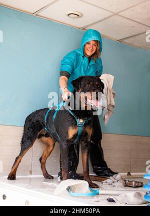 jeune rottweiler et rééducation pour l'hydrothérapie dans la piscine Banque D'Images