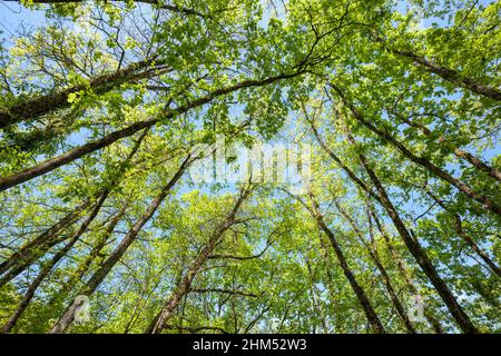 En regardant vers le ciel de l'arbre en temps de rinçage avec de jeunes feuilles fraîches sur les arbres Banque D'Images