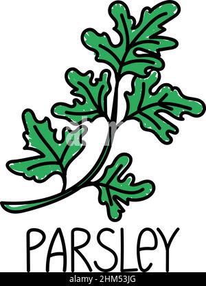 Persil, élément dessiné en forme d'oedle. Logo et emblème modèle de design d'emballage - épices et herbes - brin de persil. Logo dans une ligne tendance Illustration de Vecteur