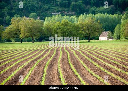 Lignes de jeunes cultures plantées au printemps avec des arbres en arrière-plan dans la campagne française Banque D'Images