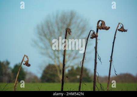 Tournesol, têtes de semence, têtes de semence, en limon Banque D'Images