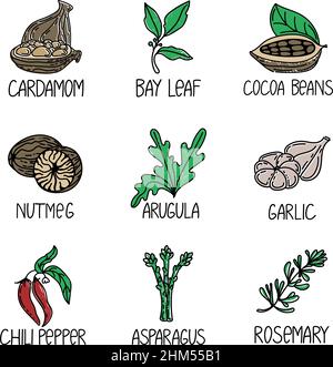 Ensemble d'herbes et d'épices, élément dessiné dans le style des nouilles. Logo et emblème modèle de design d'emballage - cardamome, feuille de Laurier, fèves de cacao, muscade, etc. Logo Illustration de Vecteur