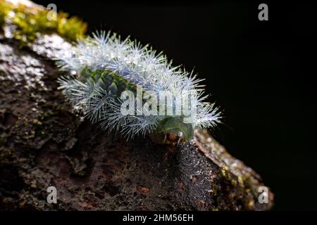 Chongqing écologique en montagne - caterpillar Banque D'Images