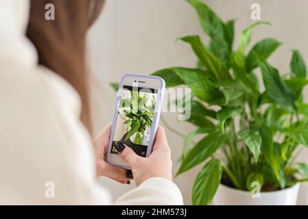Mains d'une blogueuse floriste qui photographie une plante à domicile Spathiphyllum dans un pot sur un téléphone portable. Accueil élevage de plantes, jardinage, travail en ligne Banque D'Images
