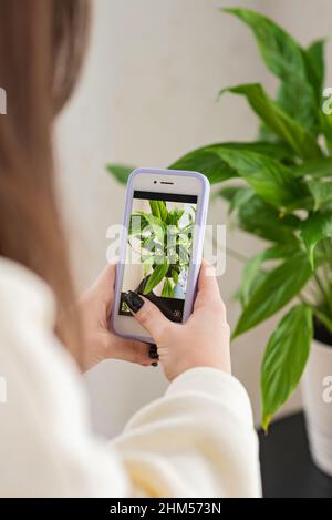 Mains d'une blogueuse floriste qui photographie une plante à domicile Spathiphyllum dans un pot sur un téléphone portable. Accueil élevage de plantes, jardinage, travail en ligne Banque D'Images