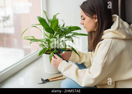 Une femme coupe les feuilles jaunes flétrissées d'un spathiphyllum. Concept de soin de la maison. Passe-temps. Fleur intérieure dans un pot blanc. Mise au point sélective douce. Banque D'Images