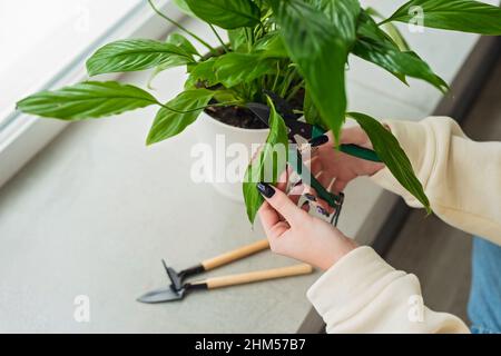 La main de la femme coupe les feuilles jaunes flétrissées de spathiphyllum. Concept de soin de la maison. Passe-temps. Fleur intérieure dans un pot blanc. Mise au point sélective douce. Banque D'Images