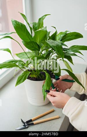 La main de la femme coupe les feuilles jaunes flétrissées de spathiphyllum. Concept de soin de la maison. Passe-temps. Fleur intérieure dans un pot blanc. Mise au point sélective douce. Banque D'Images