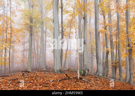 Forêt de hêtres dans les montagnes de Mala Fatra par un jour de brouillard, Slovaquie. Banque D'Images