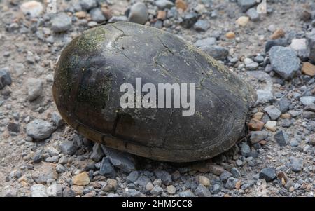 Mississippi Mud Turtle (Kinosternon subrubrum hipporepis) de la paroisse de Saint-Martin, Louisiane, États-Unis. Banque D'Images