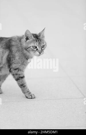 Chat Abyssinien dans les rues de Side, Turquie Banque D'Images