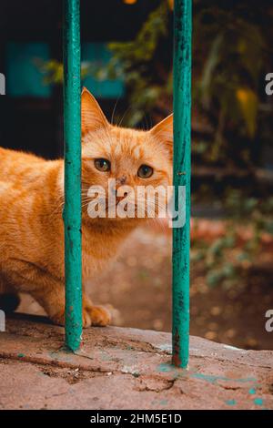 Photo Verticale D Un Adorable Chat Orange Dans Un Chapeau Vert Tricote Photo Stock Alamy