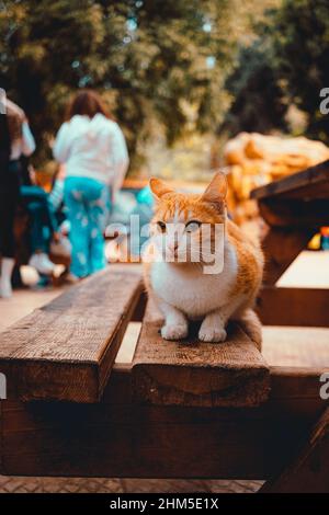 Mignon chat blanc brun orange assis sur un banc au zoo du Caire. Zoo rempli de chats qui se balader à la recherche de nourriture Banque D'Images