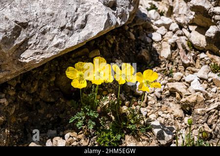 Les coquelicots alpins jaunes (Papaver rhaeticum) fleurissent dans la vallée du Val de Vajolet du groupe Rosengarten. Banque D'Images