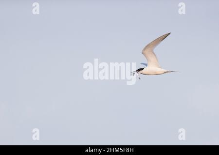 Sterne sandwich (Sterna sandvicensis) adulte volant avec des poissons dans le bec, Suffolk, Angleterre, juillet Banque D'Images