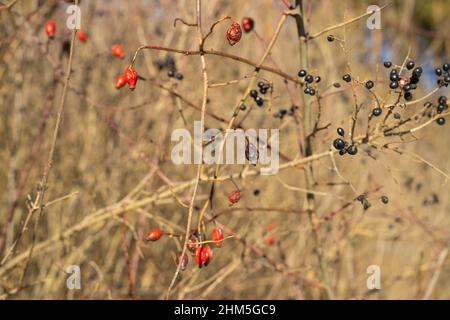 Photo de deux baies sauvages qui poussent ensemble dans la forêt le jour ensoleillé, de la hanche rose et de l'épine noire baies utiles pour les soins de santé. Banque D'Images