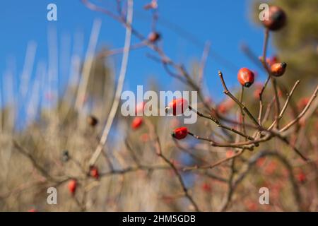 Photo en gros plan d'une baie juteuse de rose mûre qui pousse dans la forêt le jour du soleil sur un fond bleu ciel flou. Banque D'Images