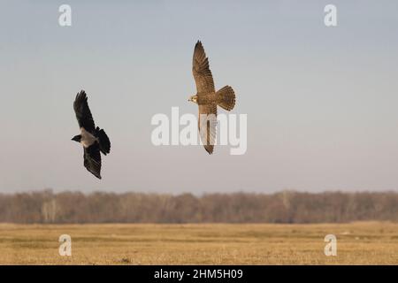 Falcon Saker (Falco cherrug) adulte, chasse au corbeau à capuchon (Corvus cornix) en vol, Hortobagy, Hongrie, janvier Banque D'Images