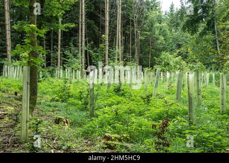 plantules d'arbres dans une forêt défrichement recouvert de tubes en plastique Banque D'Images