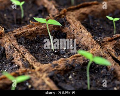 jeunes plants de poivre germées dans des pots de culture de fibres de bois, gros plan de plants de piment Banque D'Images