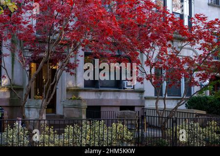 Automne avec différentes couleurs d'arbres sur les verges de grès brun dans le quartier de Brooklyn, NY. Belle automne avec des feuilles qui se transforment en rouge et jaune Banque D'Images