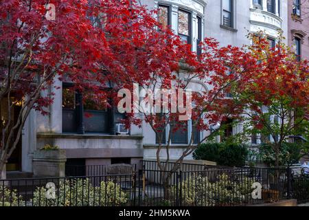 Automne avec différentes couleurs d'arbres sur les verges de grès brun dans le quartier de Brooklyn, NY. Belle automne avec des feuilles qui se transforment en rouge et jaune Banque D'Images